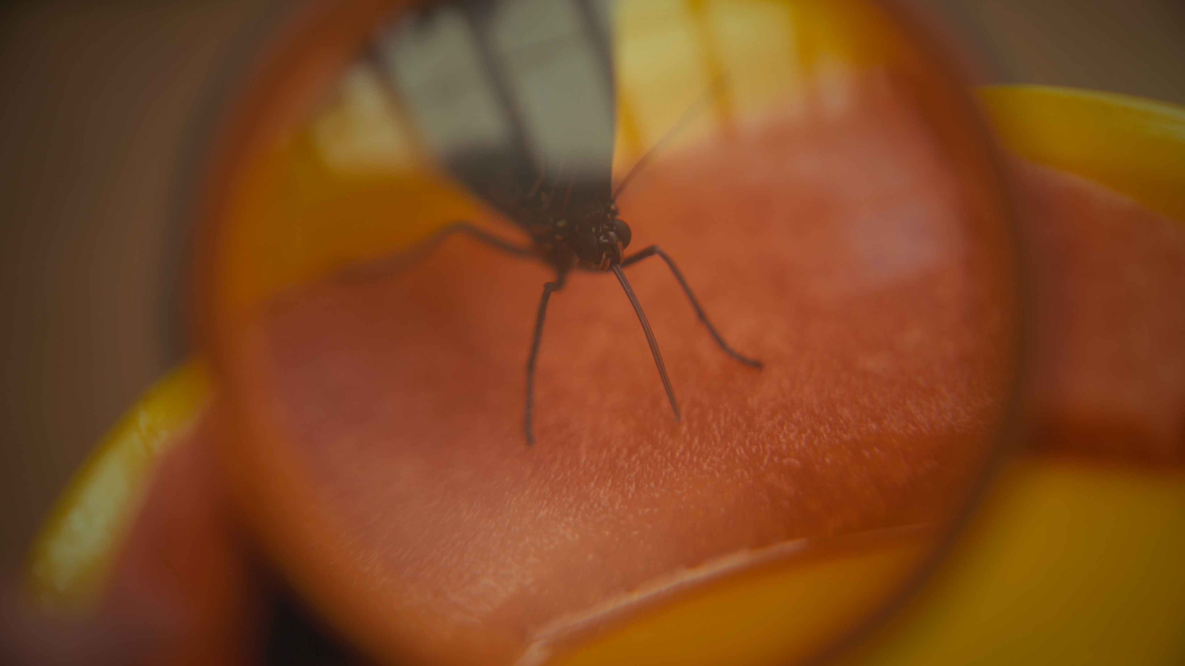 Macro nature film, Estudio Helios production